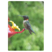 Rubinkehlkolibri-Vogelfotografie Klemmbrett (Rückseite)