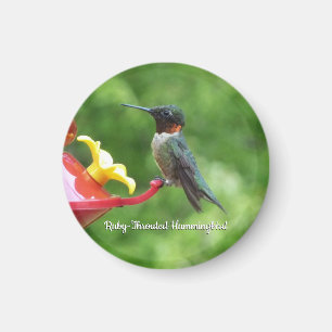 Rubinkehlkolibri-Vogelfotografie Magnet