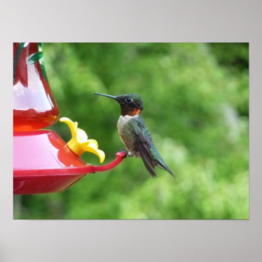 Rubinkehlkolibri-Vogelfotografie Poster (Vorne)