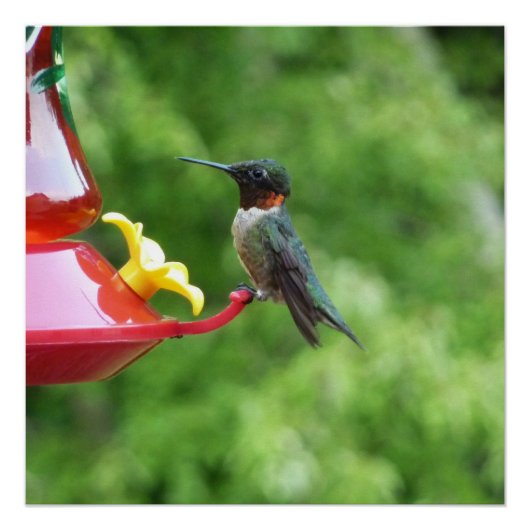Rubinkehlkolibri-Vogelfotografie Poster (Vorderseite)