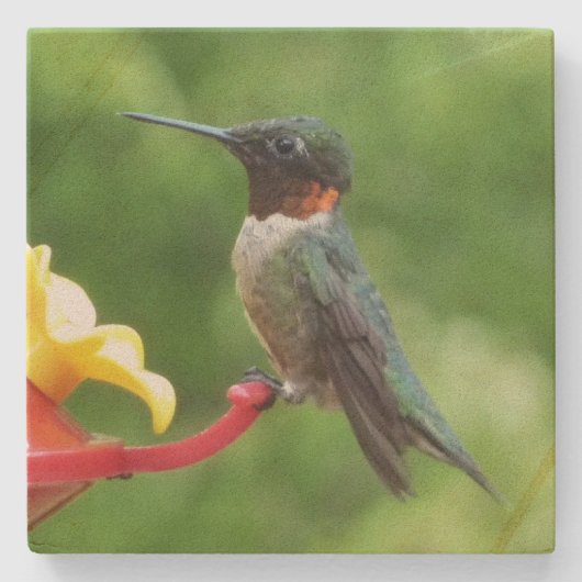 Rubinkehlkolibri-Vogelfotografie Steinuntersetzer (Vorderseite)