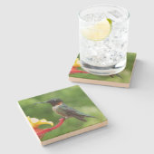 Rubinkehlkolibri-Vogelfotografie Steinuntersetzer (Seitenansicht)