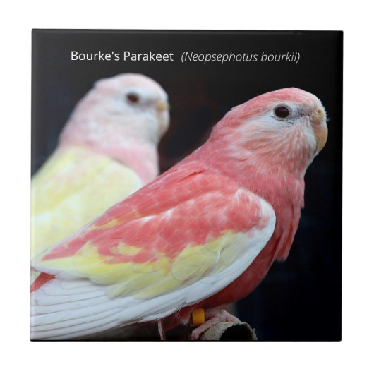 Rubino Bourke Fliese (Vorderseite)