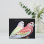 Rubino Bourke's Parakeet Postkarte (Stehend Vorderseite)