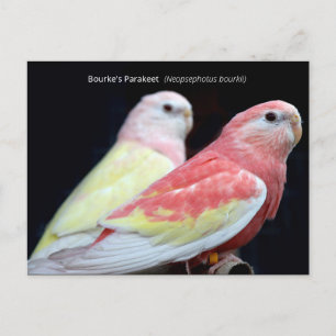Rubino Bourke's Parakeet Postkarte