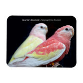 Rubino Bourke's Paraket Magnet (Horizontal)