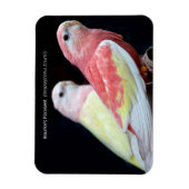 Rubino Bourke's Paraket Magnet (Vertikal)