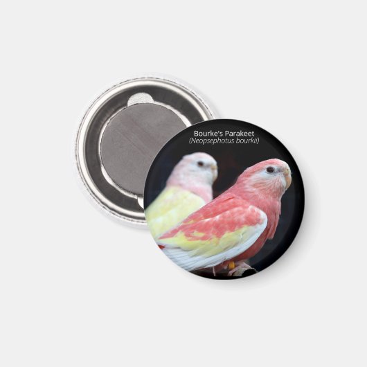 Rubino Bourke's Paraket Magnet (Vorderseite/Rückseite)