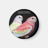 Rubino Bourke's Paraket Magnet (Vorne)