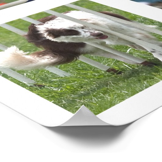 Ruby Agility Poster (Ecke)