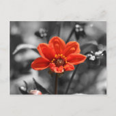 Ruby Blume Postcard Postkarte (Vorderseite)