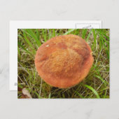 Ruby Bolete Mushroom Postcard Postkarte (Vorne/Hinten)