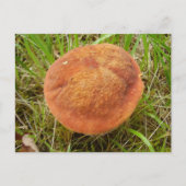 Ruby Bolete Mushroom Postcard Postkarte (Vorderseite)