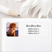 Ruby Cavalier King Charles Rücksendeadresse (Insitu)