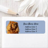 Ruby Cavalier King Charles Rücksendeadresse (Insitu)