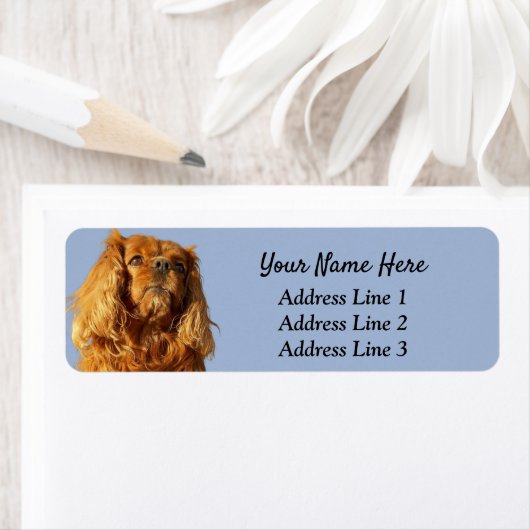 Ruby Cavalier King Charles Rücksendeadresse (Insitu)