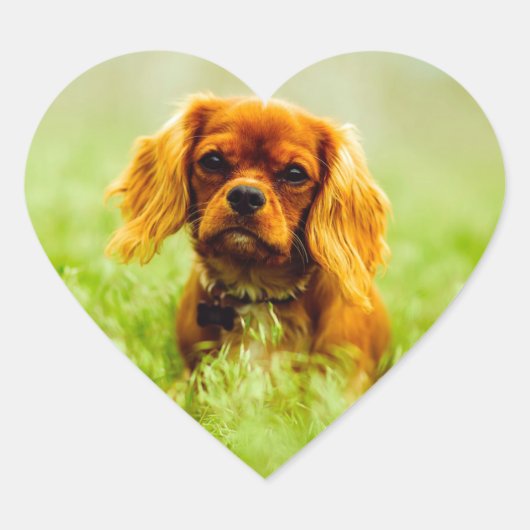 Ruby Cavalier King Charles Spaniel Dog Herz-Aufkleber (Vorderseite)