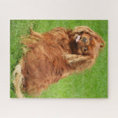 Ruby Cavalier King Charles Spaniel Dog Jigsaw Puzz Puzzle (Horizontal)