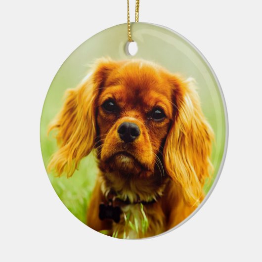 Ruby Cavalier King Charles Spaniel Dog Keramik Ornament (Links)