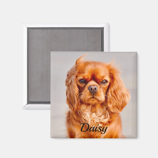 Ruby Cavalier King Charles Spaniel Dog Magnet (Vorderseite/Rückseite)