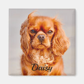 Ruby Cavalier King Charles Spaniel Dog Magnet (Vorne)