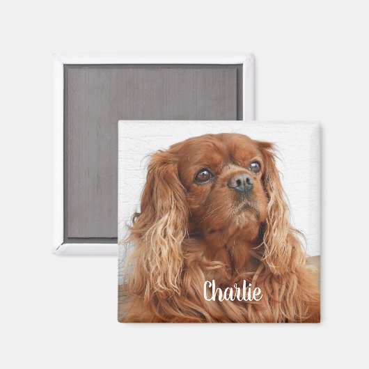 Ruby Cavalier King Charles Spaniel Dog Magnet (Vorderseite/Rückseite)