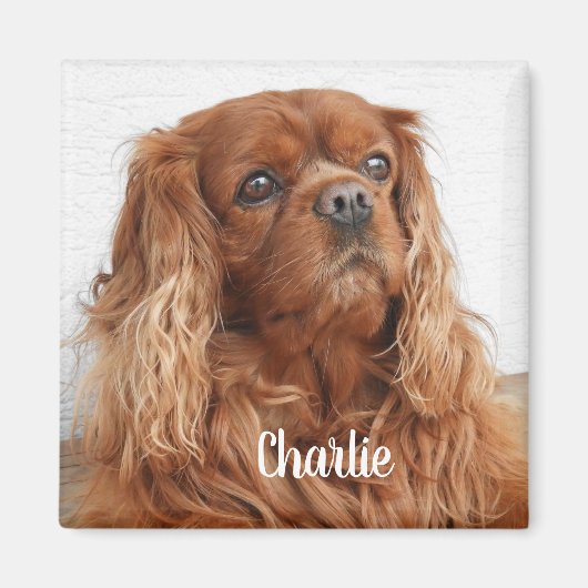 Ruby Cavalier King Charles Spaniel Dog Magnet (Vorne)