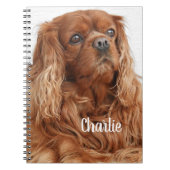 Ruby Cavalier King Charles Spaniel Dog Notizblock (Vorderseite)