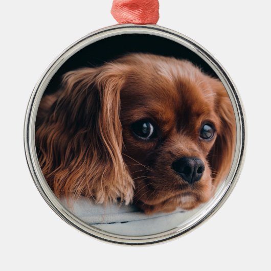 Ruby Cavalier King Charles Spaniel Dog Ornament Aus Metall (Vorne)
