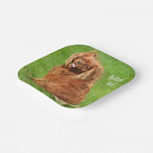 Ruby Cavalier King Charles Spaniel Dog Pappteller (Gewinkelt)