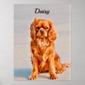 Ruby Cavalier King Charles Spaniel Dog Poster (Vorne)