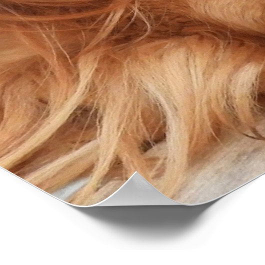 Ruby Cavalier King Charles Spaniel Dog Poster (Ecke)