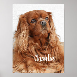 Ruby Cavalier King Charles Spaniel Dog Poster
