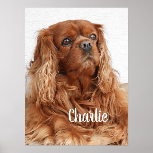 Ruby Cavalier King Charles Spaniel Dog Poster (Vorne)