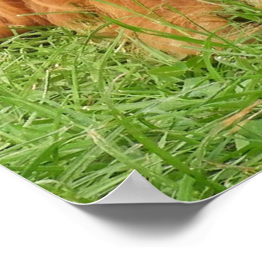 Ruby Cavalier King Charles Spaniel Dog Poster (Ecke)