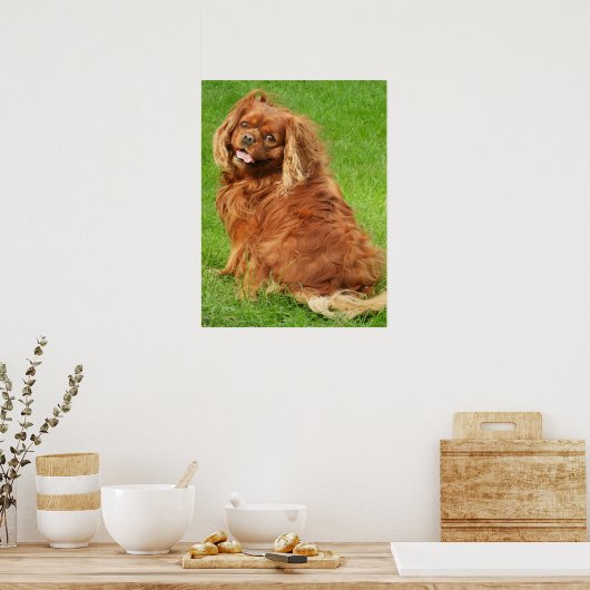 Ruby Cavalier King Charles Spaniel Dog Poster (Küche)