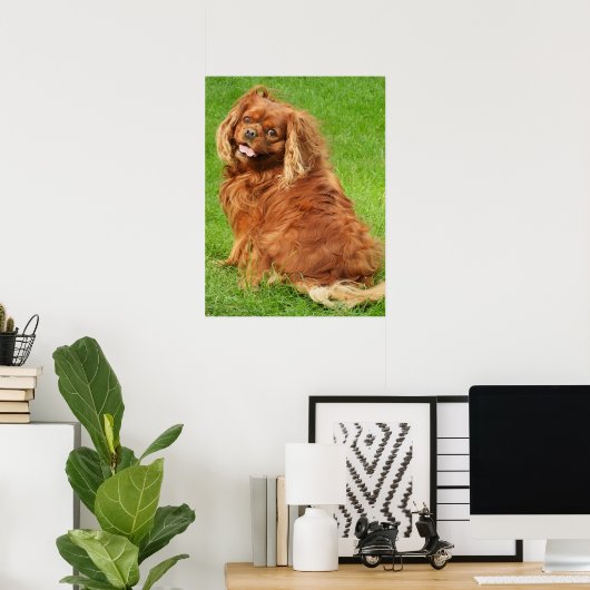Ruby Cavalier King Charles Spaniel Dog Poster (Heimbüro)