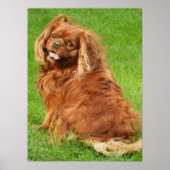 Ruby Cavalier King Charles Spaniel Dog Poster (Vorne)