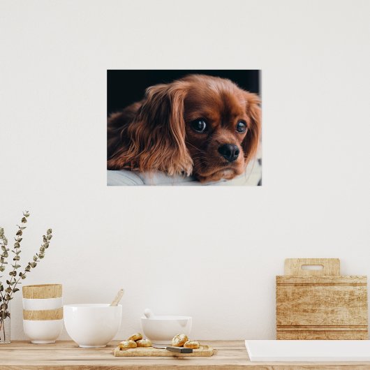 Ruby Cavalier King Charles Spaniel Dog Poster (Küche)