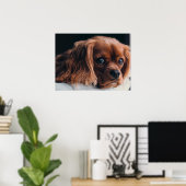 Ruby Cavalier King Charles Spaniel Dog Poster (Heimbüro)