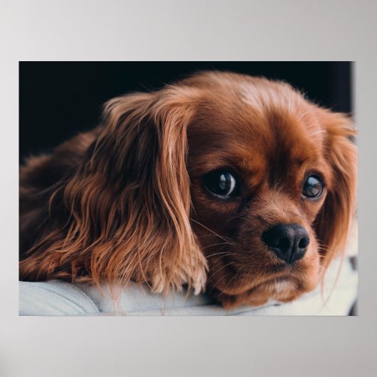 Ruby Cavalier King Charles Spaniel Dog Poster (Vorne)