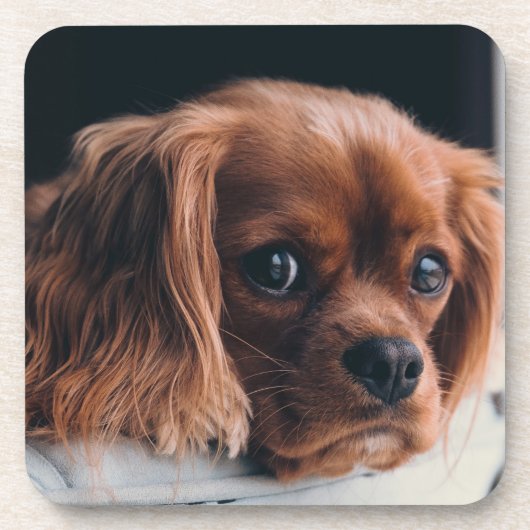 Ruby Cavalier King Charles Spaniel Getränkeuntersetzer (Vorderseite)