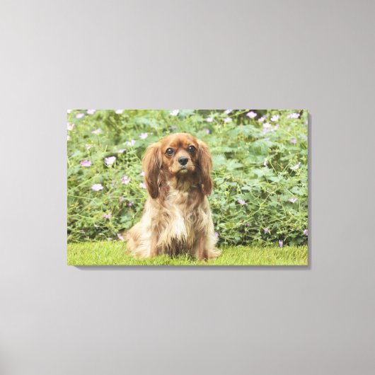 Ruby Cavalier King Charles Spaniel im Gras Leinwanddruck (Vorderseite)