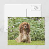 Ruby Cavalier King Charles Spaniel im Gras Postkarte (Vorne/Hinten)