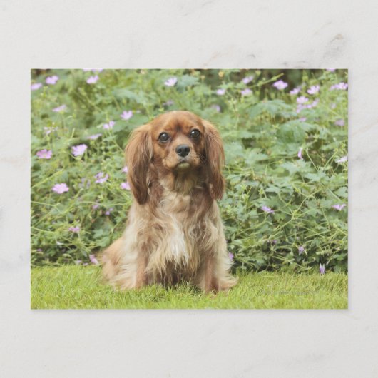 Ruby Cavalier King Charles Spaniel im Gras Postkarte (Vorderseite)