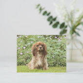 Ruby Cavalier King Charles Spaniel im Gras Postkarte (Stehend Vorderseite)