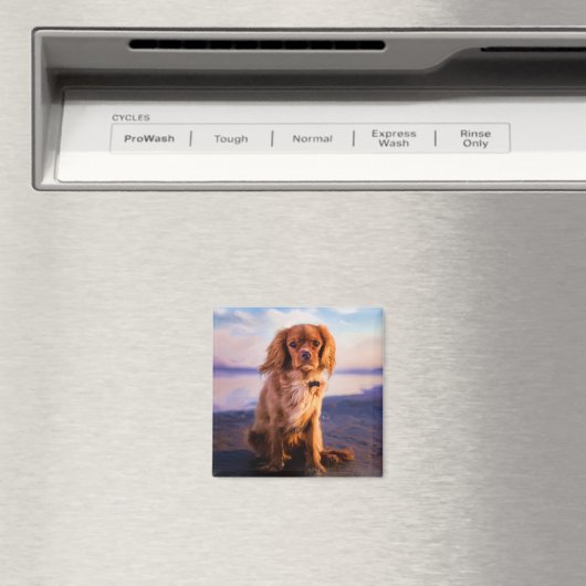 Ruby Cavalier King Charles Spaniel im Sonnenunterg Magnet (In Situ (Geschirrspüler))