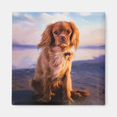 Ruby Cavalier King Charles Spaniel im Sonnenunterg Magnet (Vorne)