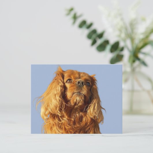Ruby Cavalier King Charles Spaniel Puppy Dog Blue Postkarte (Stehend Vorderseite)