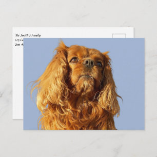 Ruby Cavalier King Charles Spaniel Puppy Dog Blue Postkarte